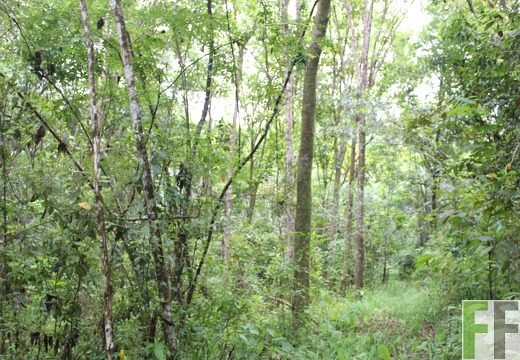 Finca Los Monos II 2019