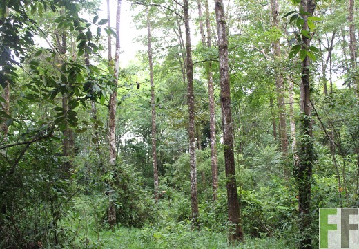 Finca Los Monos II 2019