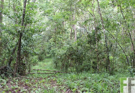 Finca Los Monos II 2019