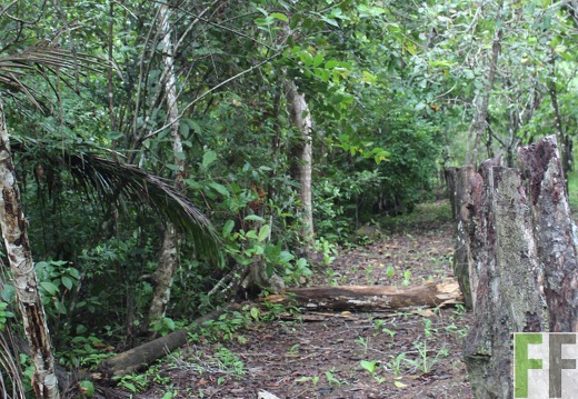 Finca Los Monos II 2019