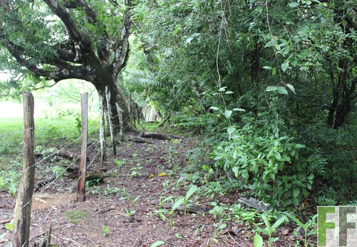 Finca Los Monos II 2019