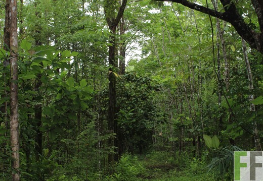 Finca Los Aromos 2019