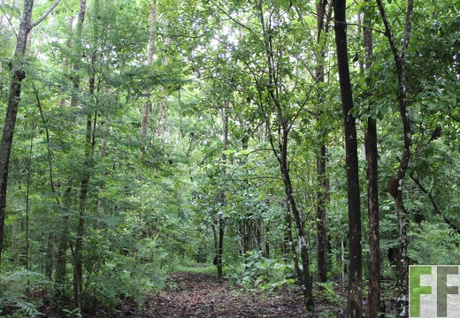 Finca Los Aromos 2019