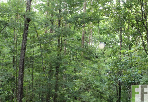 Finca Los Aromos 2019