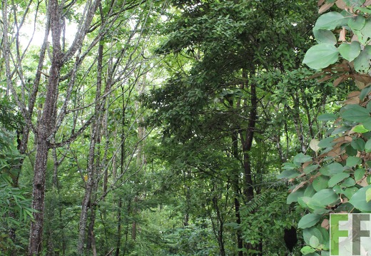 Finca Los Aromos 2019