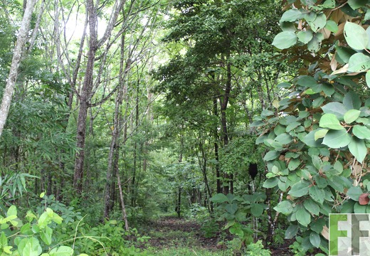 Finca Los Aromos 2019