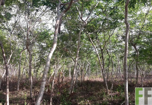 Finca La Relojera I und II 2019