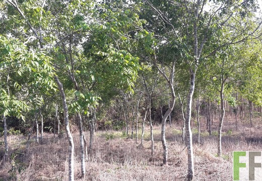 Finca La Relojera I und II 2019