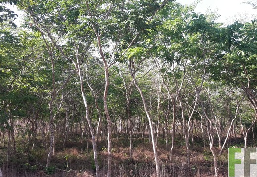 Finca La Relojera I und II 2019