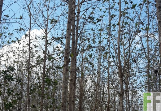 Finca La Relojera I und II 2019