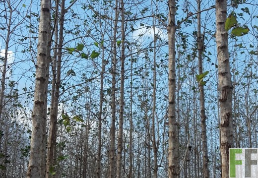 Finca La Relojera I und II 2019