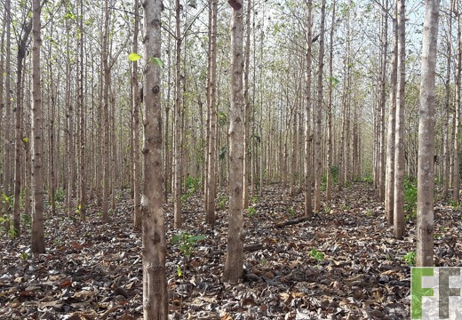 Finca La Relojera I und II 2019