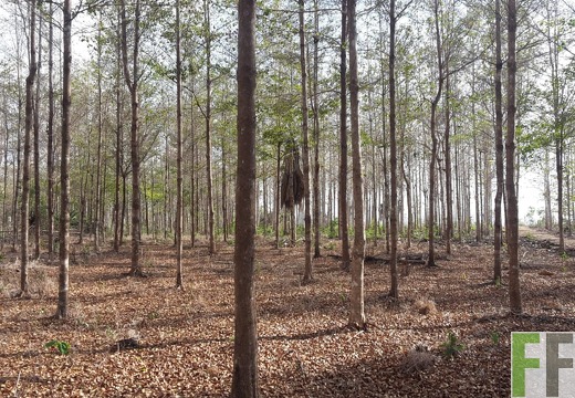 Finca La Relojera I und II 2019