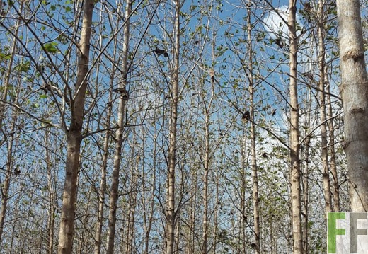 Finca La Relojera I und II 2019