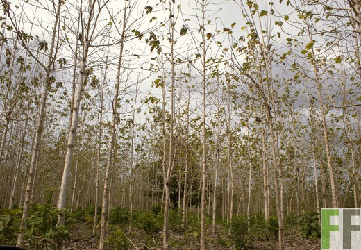 Finca Porto Chao III 2019