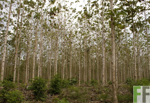 Finca Porto Chao III 2019