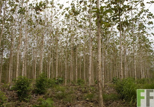 Finca Porto Chao III 2019