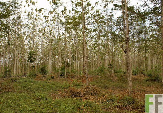 Finca Porto Chao III 2019