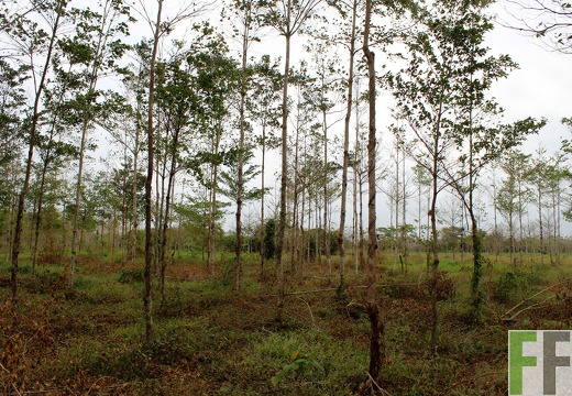 Finca Porto Chao III 2019