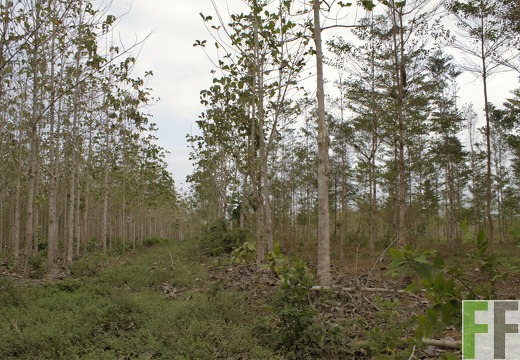 Finca Porto Chao III 2019