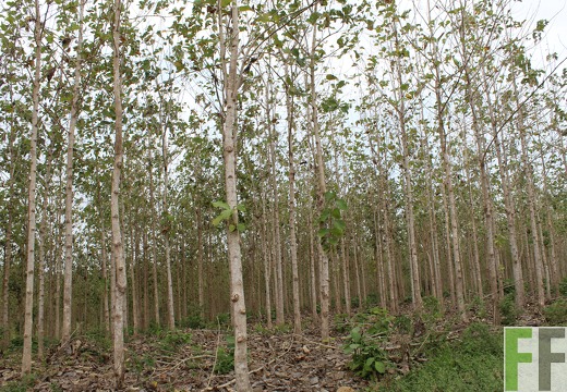 Finca Porto Chao III 2019