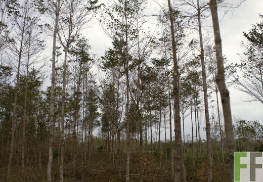 Finca Porto Chao III 2019