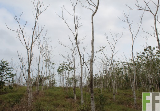 Finca Porto Chao III 2019