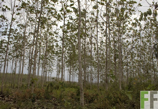 Finca Porto Chao I-II 2019