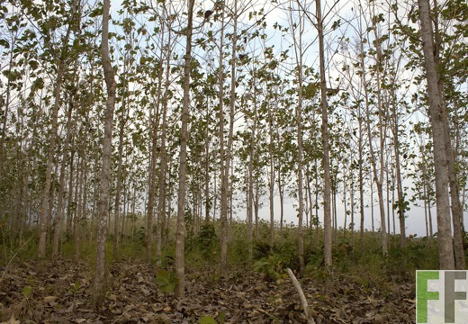 Finca Porto Chao I-II 2019