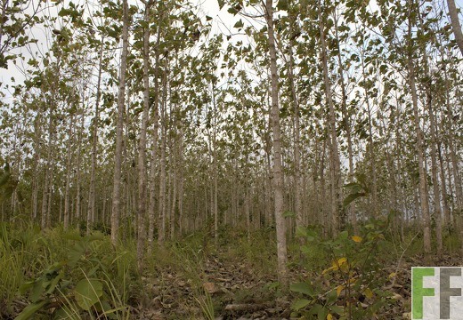 Finca Porto Chao I-II 2019