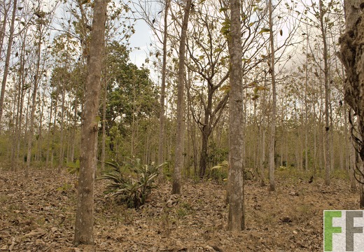 Finca Playa Chuzo I-II 2019