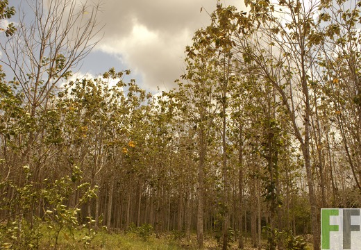 Finca Playa Chuzo I-II 2019