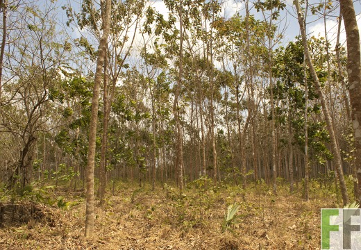 Finca Playa Chuzo I-II 2019