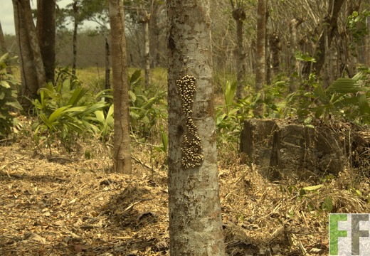 Finca Playa Chuzo I-II 2019