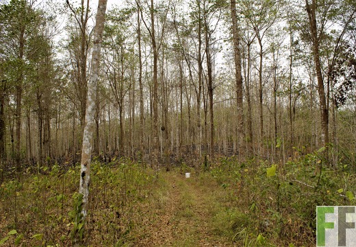 Finca La Colina 2019