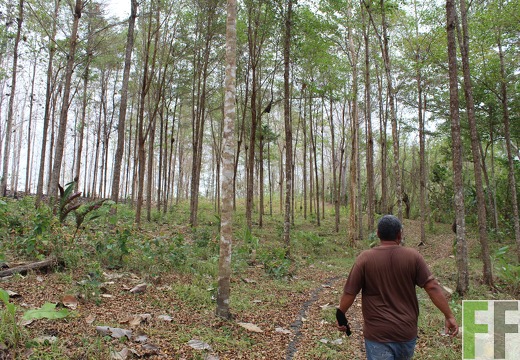 Finca La Colina 2019