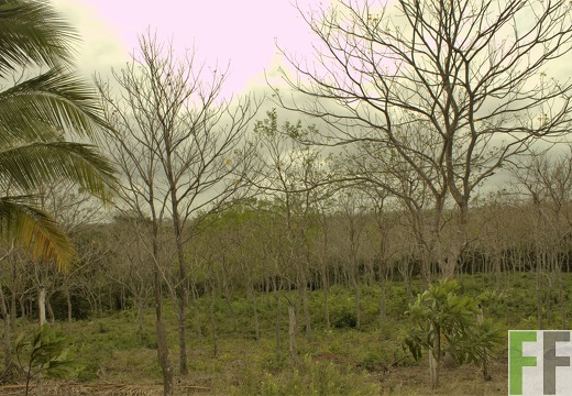 Finca La Colina 2019