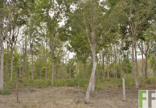 Finca La Colina 2019