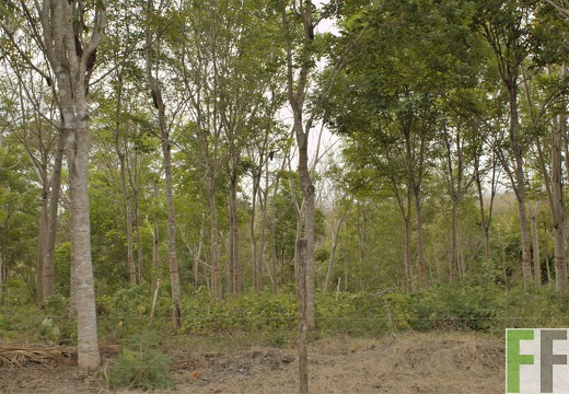 Finca La Colina 2019