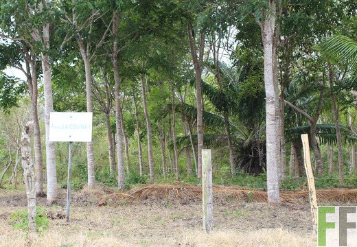 Finca La Colina 2019