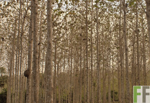 Finca La Relojera V 2019