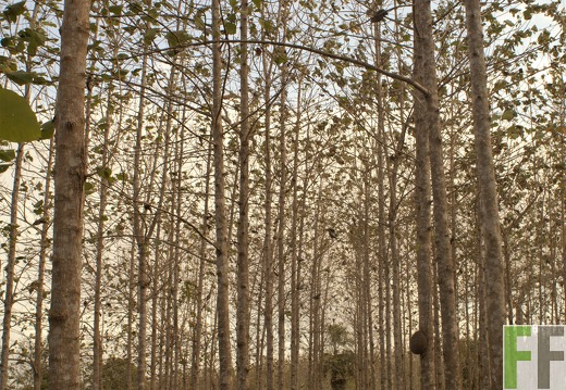 Finca La Relojera V 2019