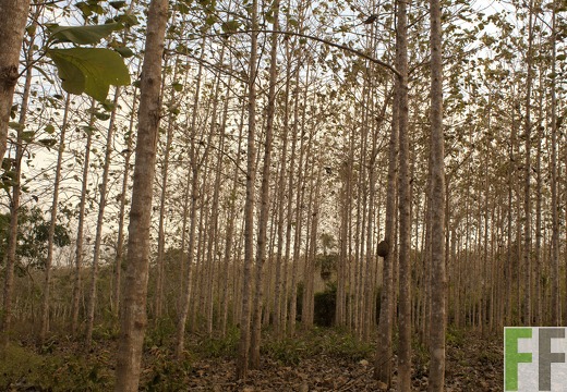 Finca La Relojera V 2019