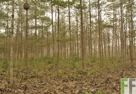 Finca La Relojera V 2019