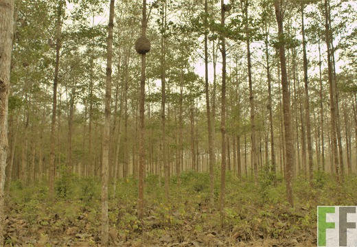 Finca La Relojera V 2019