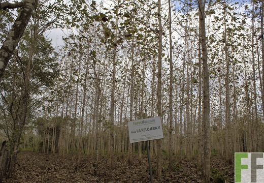 Finca La Relojera V 2019