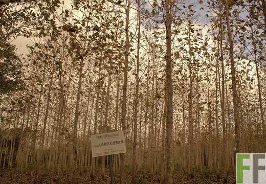 Finca La Relojera V 2019