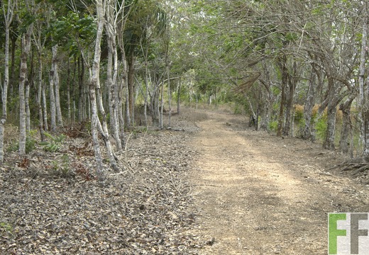 Finca La Relojera III-IV 2019