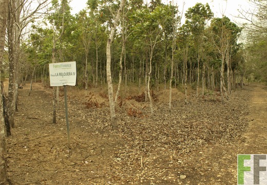 Finca La Relojera III-IV 2019