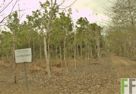 Finca La Relojera III-IV 2019